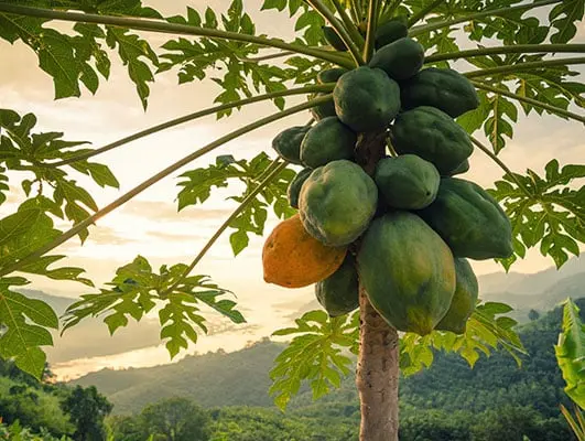 The papaya